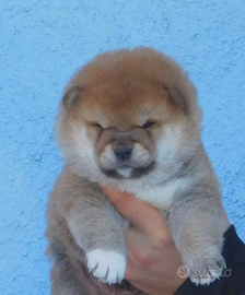 Meravigliosi Cuccioli Shiba Inu con Pedigree Enci