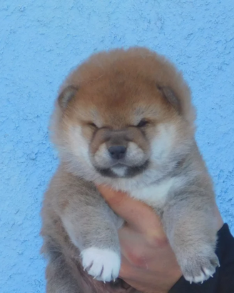 Meravigliosi Cuccioli Shiba Inu con Pedigree Enci