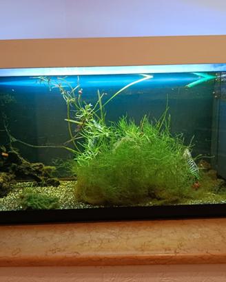 acquario 200 litri