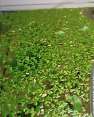 Lemna minor