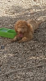 Lagotto 
