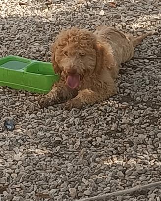 Lagotto 