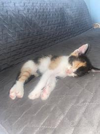 Cuccioli di gatto