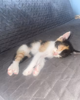 Cuccioli di gatto