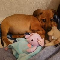 Cuccioli di doxie-pin