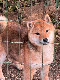 Shiba Inu Femmina