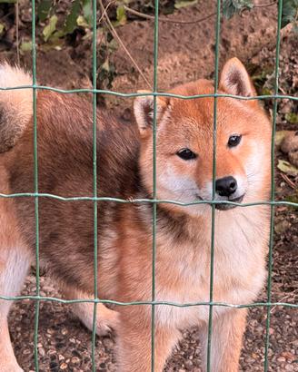 Shiba Inu Femmina