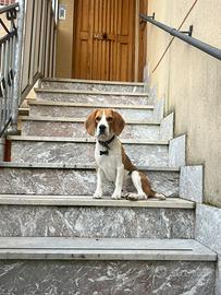 Beagle