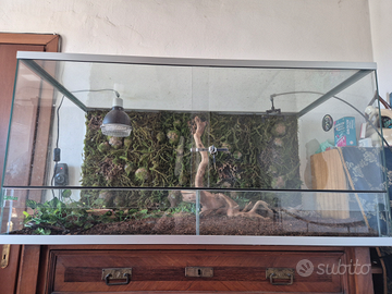 Boa constrictor + teca creas 120x80x60