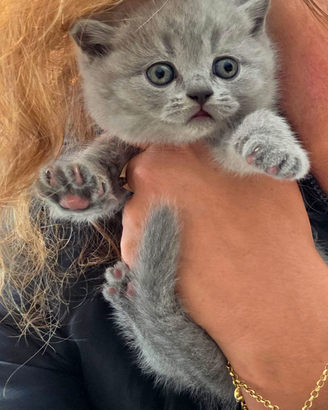 British shorthair alta genealogia