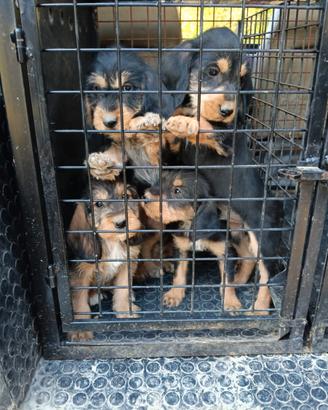 Cuccioli Griffon Nivernais