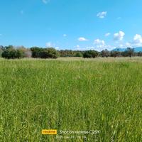 Foraggio Avena Strigosa e Loietto