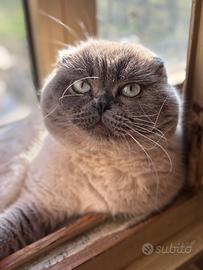 Dolce Scottish Fold prezzo trattabile