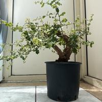 Pre Bonsai quercus suber quercia sughero sughera