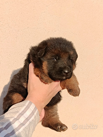 Pastore tedesco cucciolo