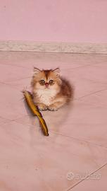 Gattini british longhair