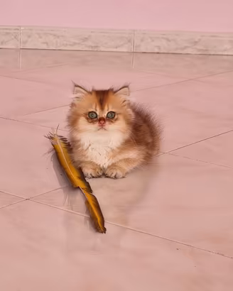 Gattini british longhair