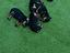 Immagine 3