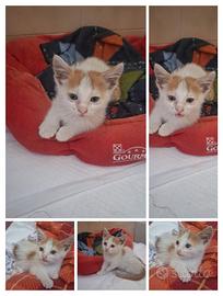 Gattini meravigliosi