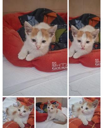Gattini meravigliosi