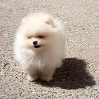 Cucciolata spitz pomeranina M e F