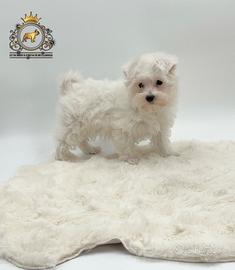 Dolcissimi cuccioli Maltese