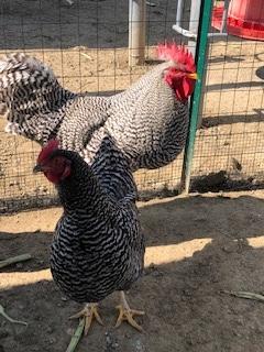 Uova galline Amrock