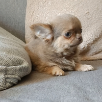 Chihuahua cucciolo lilac Pedigree Enci