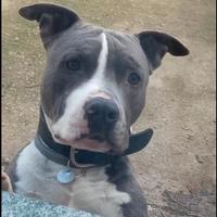 AMSTAFF Blue PER MONTE