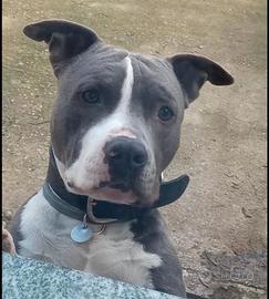 AMSTAFF Blue PER MONTE