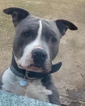 AMSTAFF Blue PER MONTE