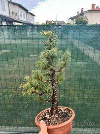 BONSAI abete