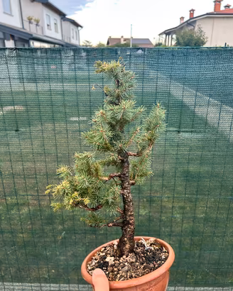 BONSAI abete