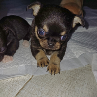 Chihuahua
