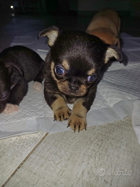 Chihuahua