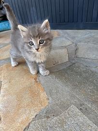 Cuccioli gattini grigi