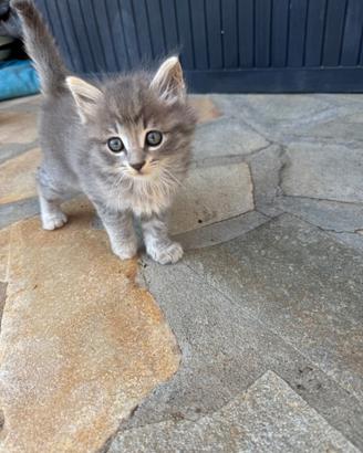 Cuccioli gattini grigi