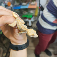 Geco ciliatus - correlophus ciliatus