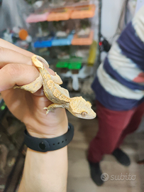 Geco ciliatus - correlophus ciliatus