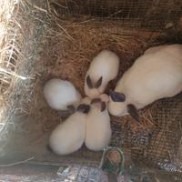 Conigli Californiani