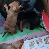 Cucciolidi pinscher