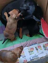 Cucciolidi pinscher