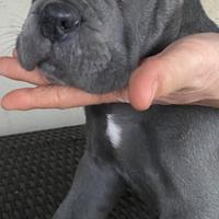 Cuccioli di cane corso