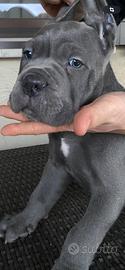 Cuccioli di cane corso