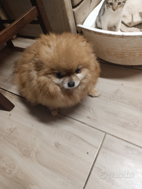 Cuccioli Spitz Pomerania