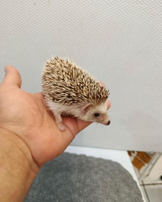 Cuccioli di ricci africani