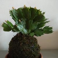 Kokedama Schlumbergera, Cactus di Natale a fiori b