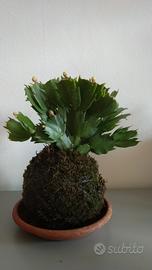 Kokedama Schlumbergera, Cactus di Natale a fiori b