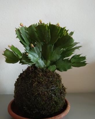 Kokedama Schlumbergera, Cactus di Natale a fiori b