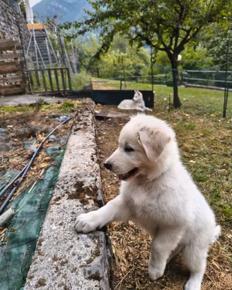 Cuccioli di Pastore Svizzero